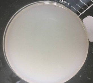 Polyacrilamida y C13-14 Isoparafina y Laureth-7 Emulsionadores de proceso en frío para crema